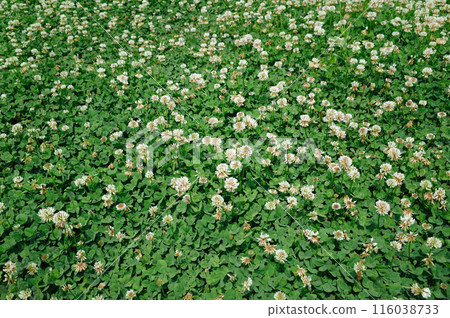 White clover 116038733