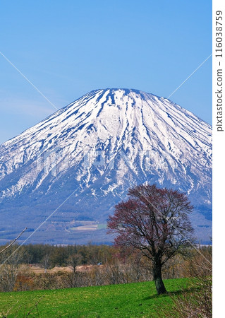 Mount Yotei and a single cherry tree at Boyo Hill in Kyogoku Town, Hokkaido 116038759