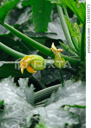 夏南瓜 夏南瓜 116038873