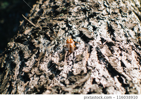Cicada shell 116038910