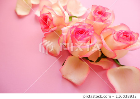 Pink rose petals, pink, pink background 116038932