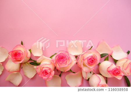 Pink rose petals, pink, pink background Pink rose petals, pink, pink background 116038938