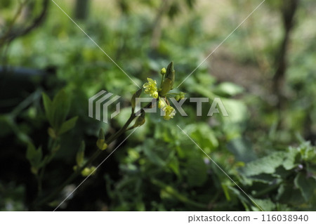 粳花 粳花 116038940