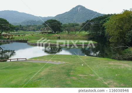 Thai golf course 116038946