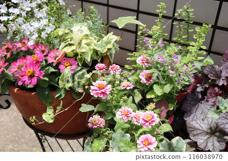 Flower arrangements and pots in front of the entrance Flower arrangements and pots in front of the entrance 116038970