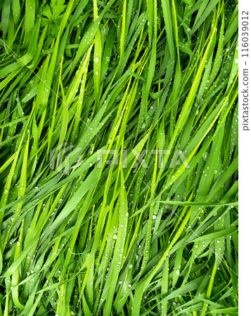Beautiful green grass leaves texture with rain drops Beautiful green grass leaves texture with rain drops 116039012