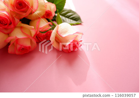 粉色漸層玫瑰花 粉色漸層玫瑰花 116039057