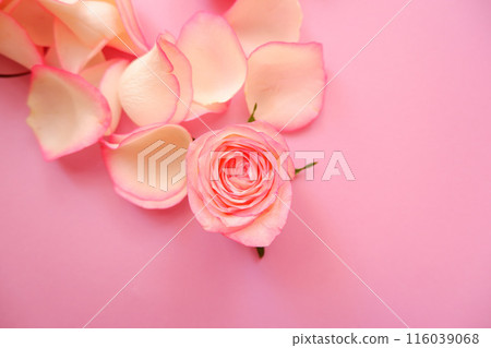 粉色漸層玫瑰花 粉色漸層玫瑰花 116039068