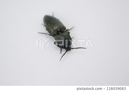 Large click beetle in Thailand Large click beetle in Thailand 116039083