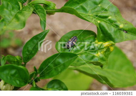 Larva of ladybug Larva of ladybug 116039381