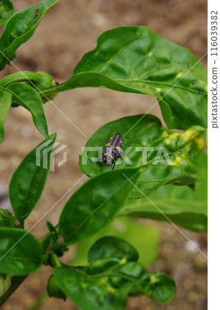 瓢蟲幼蟲 116039382