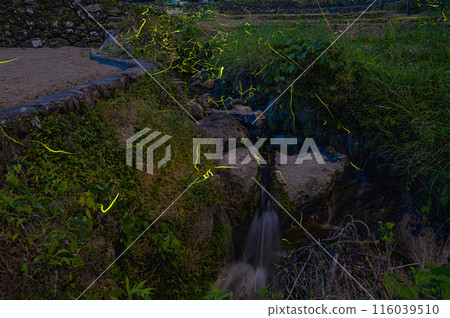 東寶村溪流中飛舞的螢火蟲 東寶村溪流中飛舞的螢火蟲 116039510