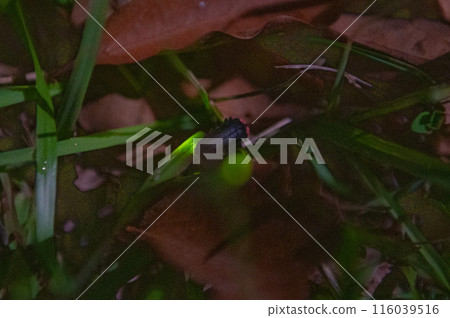 梯田水上樂園的螢火蟲 116039516