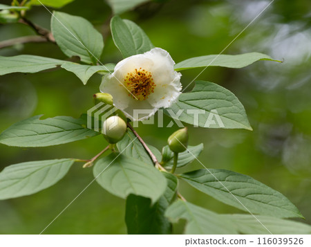 Beautiful white summer camellia flower Beautiful white summer camellia flower 116039526