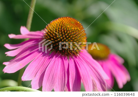 Echinacea 116039648