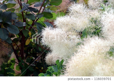 Smoke tree Smoke tree 116039701