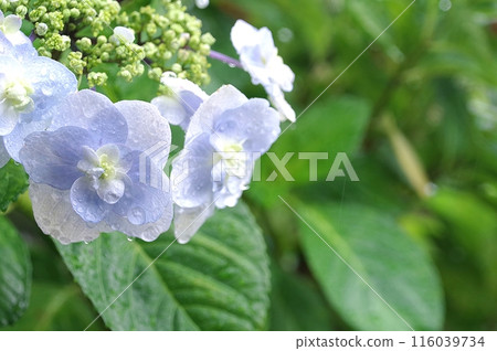 雨繡球花 116039734