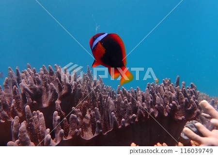 珊瑚、藍色的大海和小丑魚 116039749