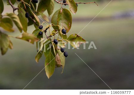 Hitotsubatago Namjamonja 116039777