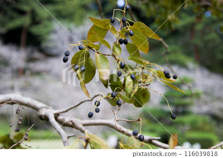 Hitotsubatago Nanjamonja 的黑色果實 116039818