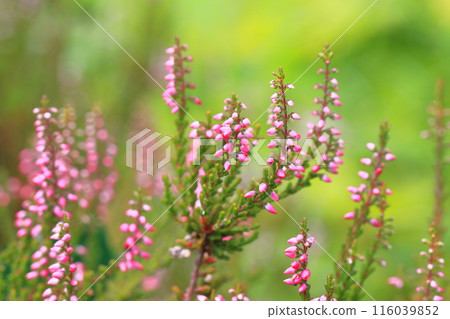 馬蹄蓮花 116039852