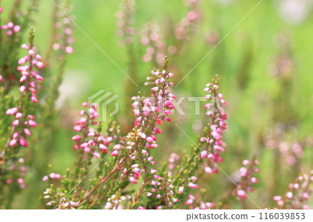 Calluna flower Calluna flower 116039853