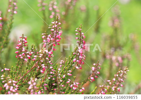 馬蹄蓮花 馬蹄蓮花 116039855