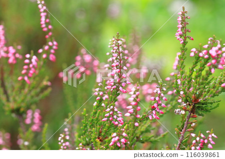 馬蹄蓮花 馬蹄蓮花 116039861