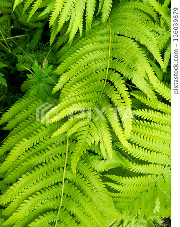 Natural floral fern background . Summer green texture hundreds of ferns. 116039879