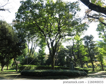The Imperial Military Review Tree in the Outer Gardens of Meiji Shrine 116040033