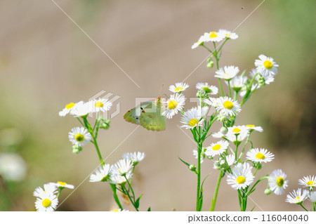 A Colias butterfly on a shrike 116040040