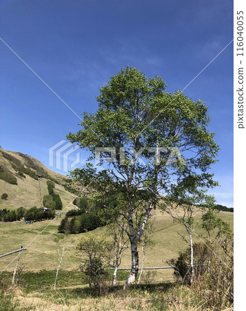 A tree towering over Kurumayama Plateau A tree towering over Kurumayama Plateau 116040055