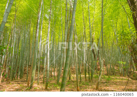 倉手町劍嶽山鬱鬱蔥蔥的竹林風景 倉手町劍嶽山鬱鬱蔥蔥的竹林風景 116040065