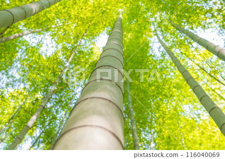 倉手町劍嶽山鬱鬱蔥蔥的竹林風景 倉手町劍嶽山鬱鬱蔥蔥的竹林風景 116040069