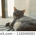 Munchkin niboshi 116040083