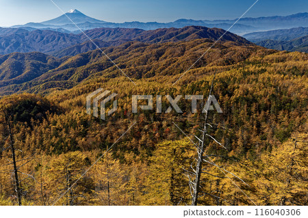 從Oku秩父和山看到落葉松山和富士山的黃葉。 116040306