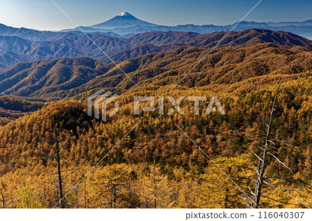 從Oku秩父和山看到落葉松山和富士山的黃葉。 116040307