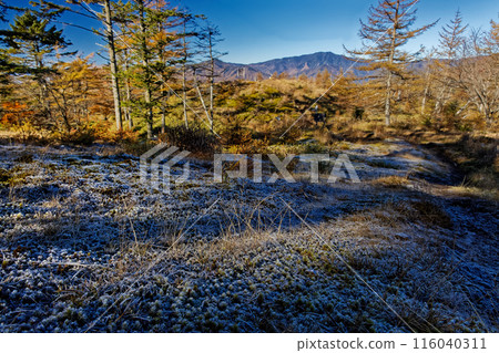 Frost near the watershed in Okuchichibu, Mt. Kasatori, and Mt. Kokushi Frost near the watershed in Okuchichibu, Mt. Kasatori, and Mt. Kokushi 116040311