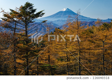 笠取山附近落葉鬆的黃葉和富士山的景色 116040318