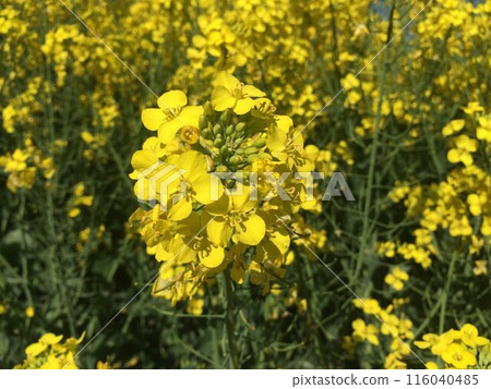 景觀與油菜花 景觀與油菜花 116040485