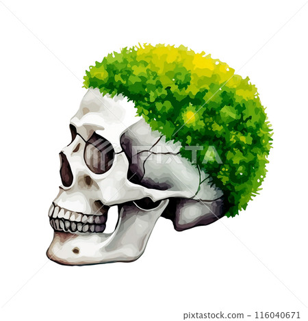 A surreal illustration of a skeleton with grass growing on its head, making it look like a hairstyle. Cut-out on a white background A surreal illustration of a skeleton with grass growing on its head, making it look like a hairstyle. Cut-out on a white background 116040671