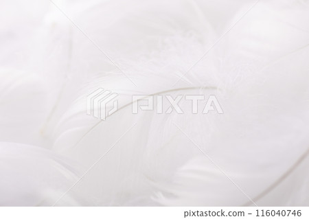 柔軟的羽毛背景素材 116040746
