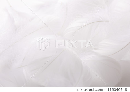 柔軟的羽毛背景素材 116040748