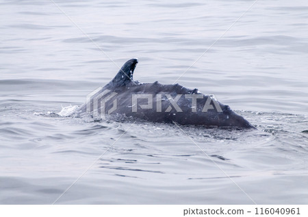 Whale surfacing in Walvis Bay 116040961