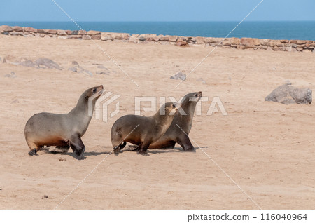 Seals at cape cross Seals at cape cross 116040964