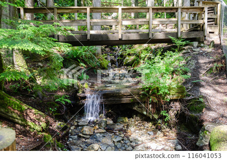 Forest pathway with wooden bridge on a small stream 116041053