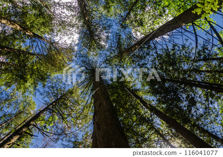 Vertical view of large old pine trees canopy in a dense evergreen forest Vertical view of large old pine trees canopy in a dense evergreen forest 116041077