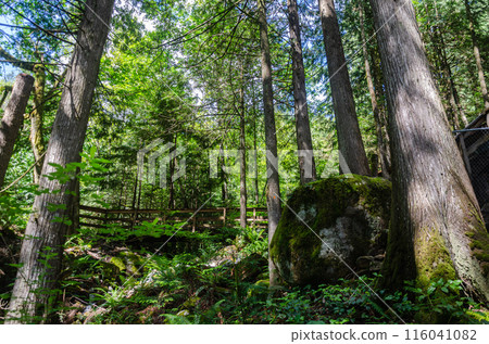 Uphill pathway leading to  the Cascade Falls located Northeast of Mission, British Columbia, Canada 116041082