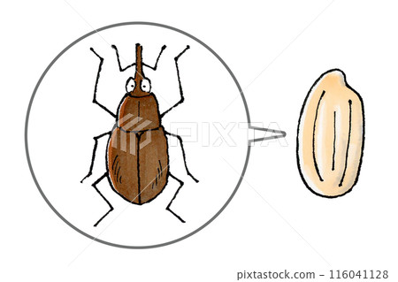 Rice weevils and rice 116041128