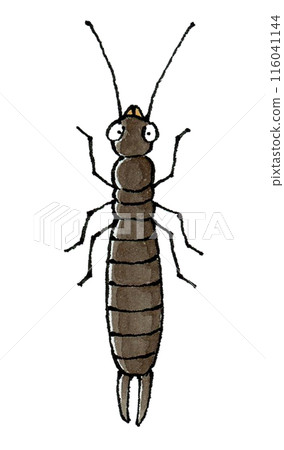 Beetle 116041144